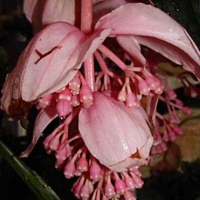 Medinilla magnifica Цветок