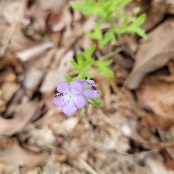 Phacelia hirsuta Kvet