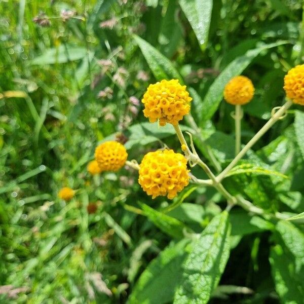 Buddleja globosa Flower