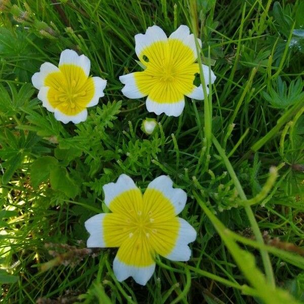 Limnanthes douglasii Λουλούδι