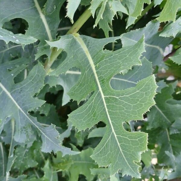 Lactuca serriola Blad