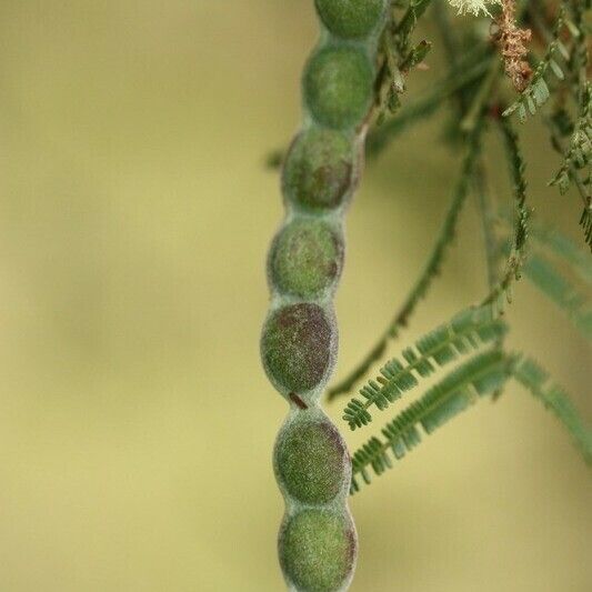 Acacia mearnsii Annet