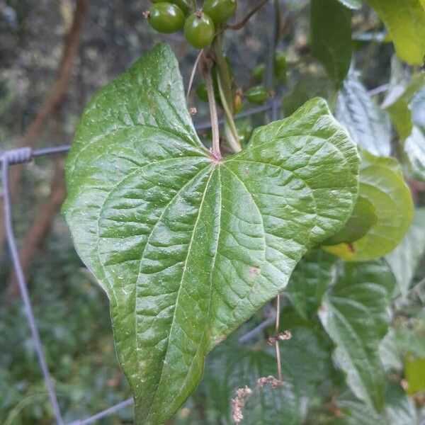Dioscorea communis Leaf