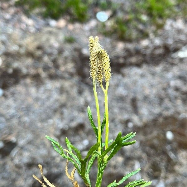 Lycopodium complanatum Meyve