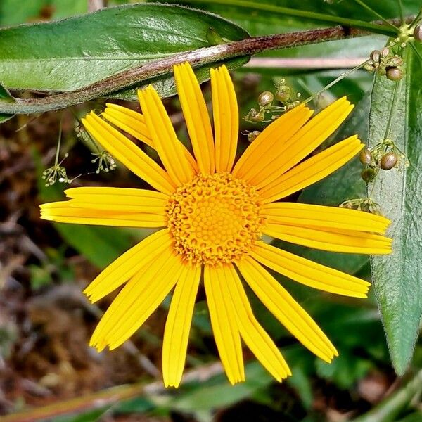 Buphthalmum salicifolium Kwiat