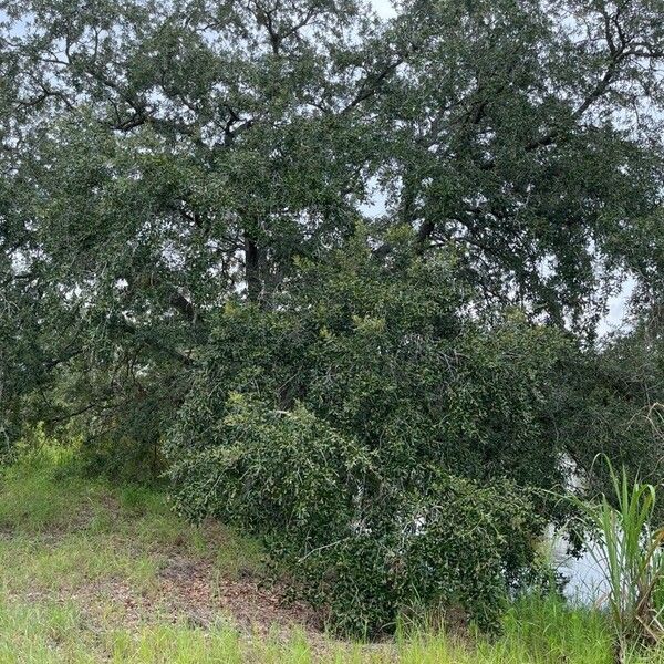 Quercus virginiana Vekstform