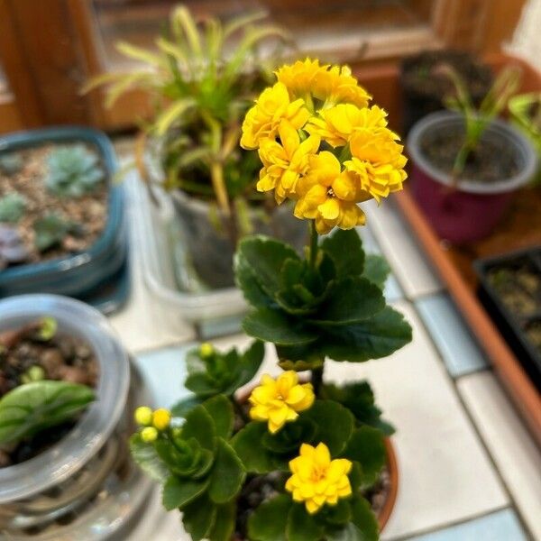 Kalanchoe blossfeldiana Fleur