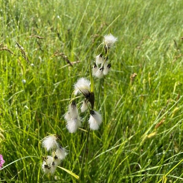 Eriophorum latifolium 花