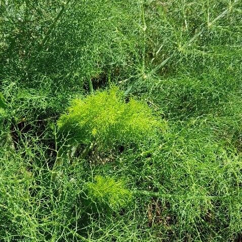 Foeniculum vulgare Tervik taim