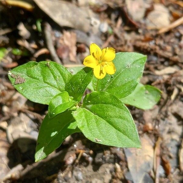 Lysimachia nemorum Blatt