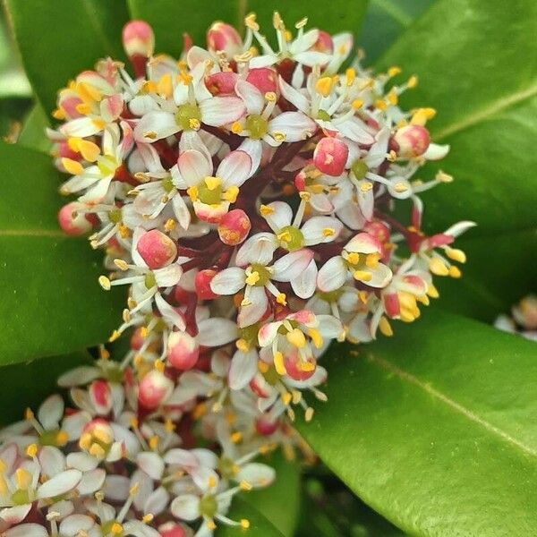 Skimmia japonica Blomst