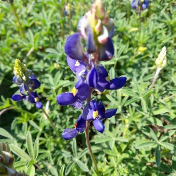 Lupinus texensis Kukka