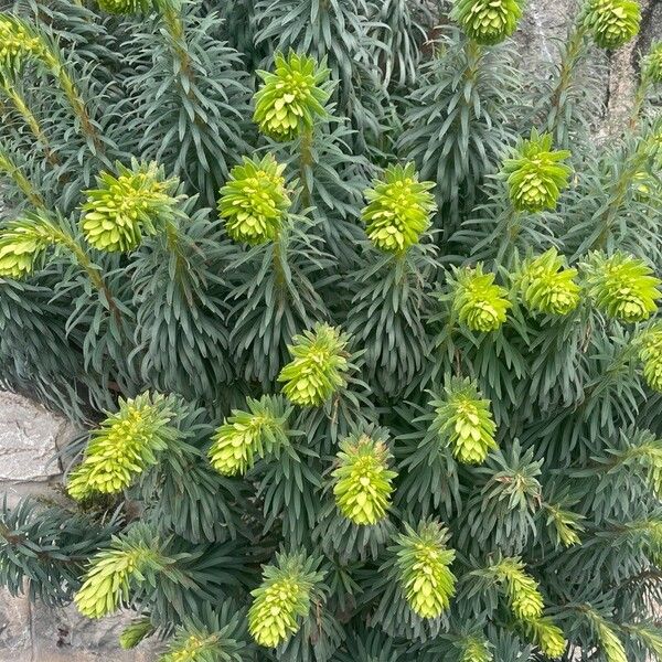 Euphorbia characias Õis