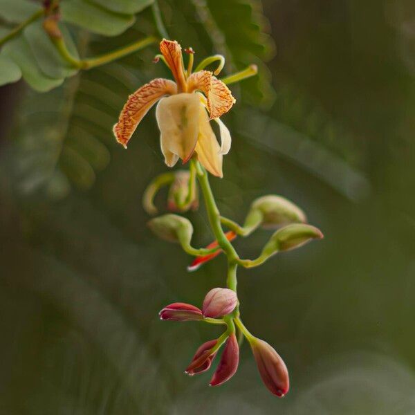 Tamarindus indica Flors