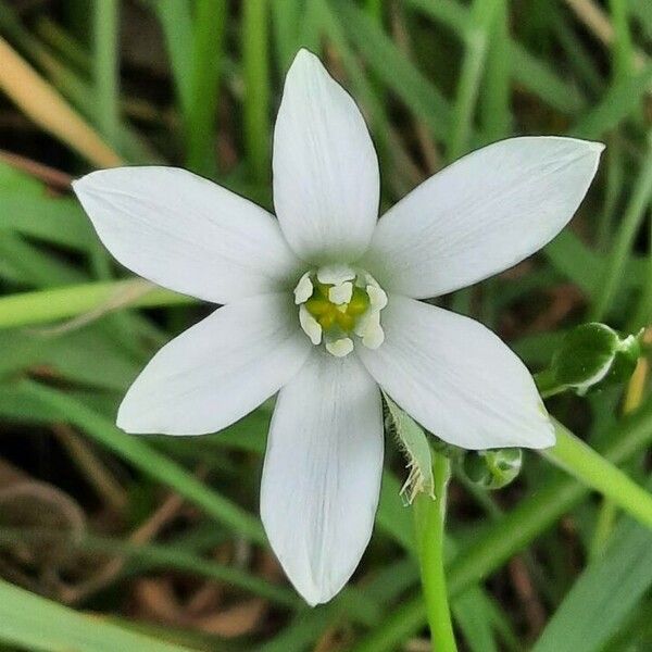 Ornithogalum divergens Çiçek