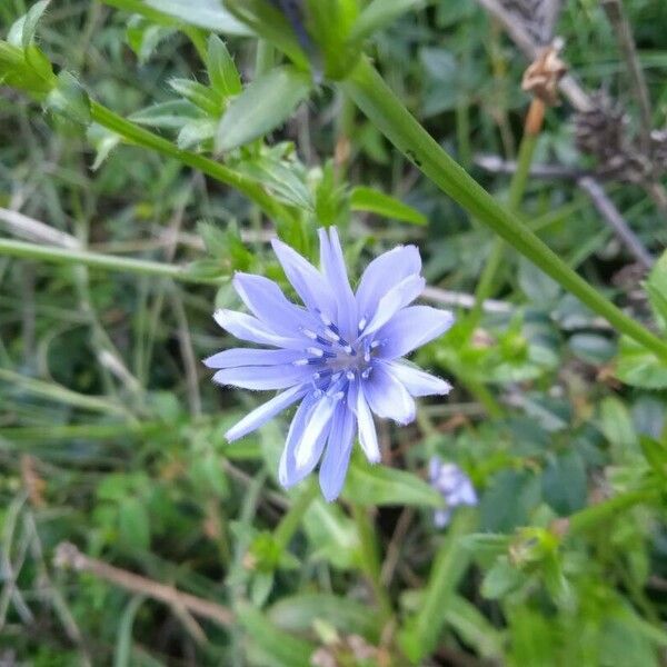 Cichorium endivia Kwiat