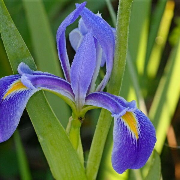 Iris hexagona Kvet