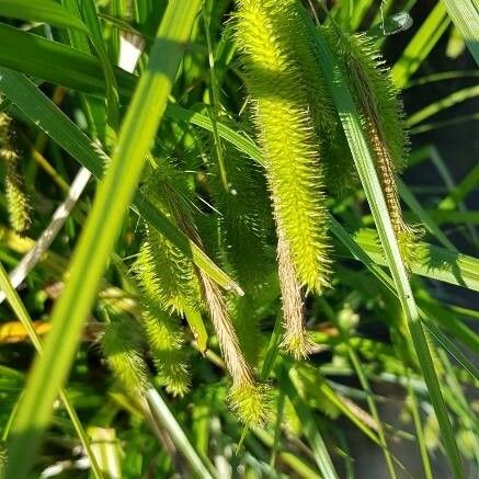 Carex pseudocyperus Flor