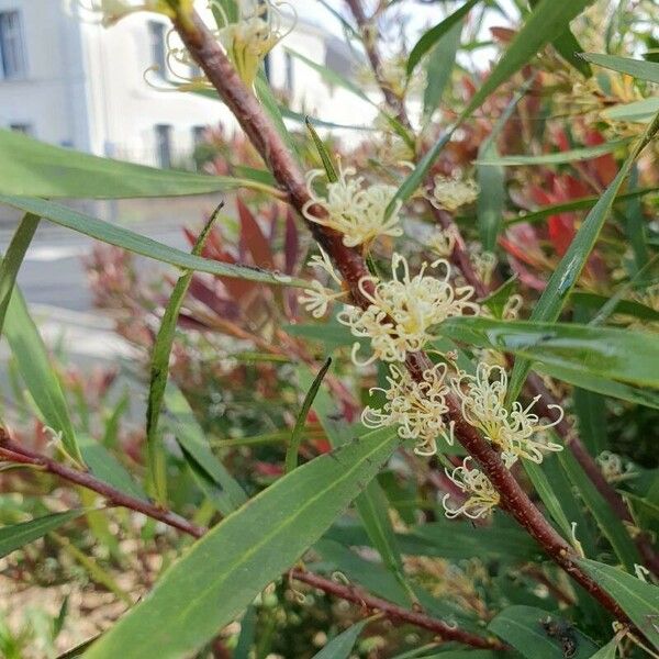 Hakea salicifolia Flower