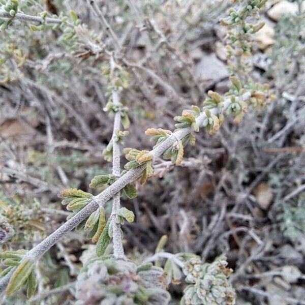 Teucrium capitatum Leaf