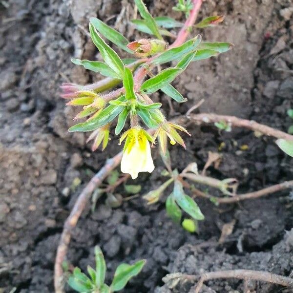 Ludwigia adscendens Muu