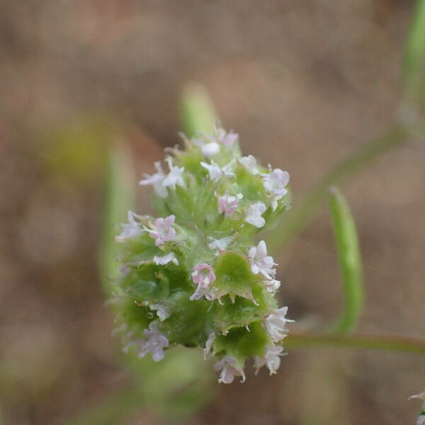 Valeriana coronata Flor