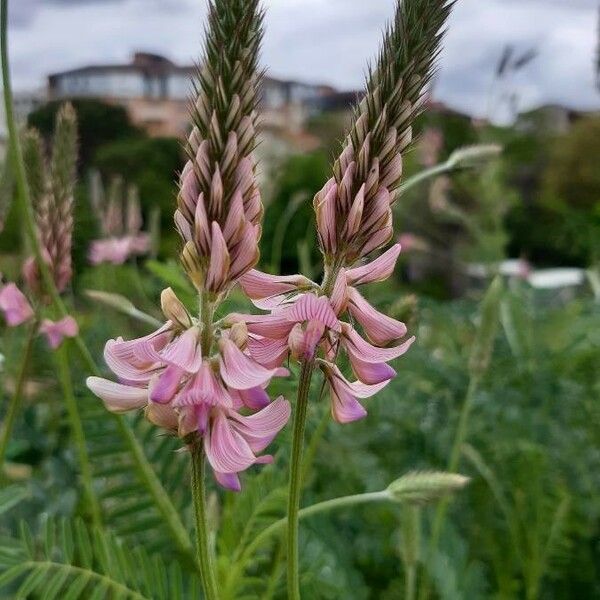 Onobrychis arenaria Folha