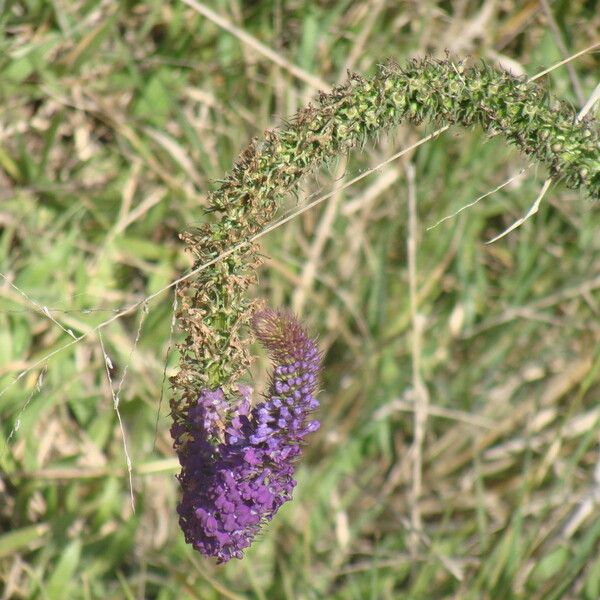 Lobelia fenestralis Flower