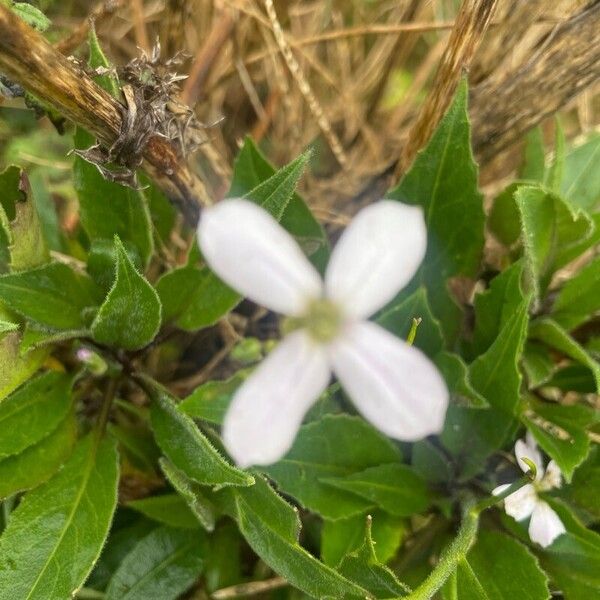 Hesperis matronalis Fiore