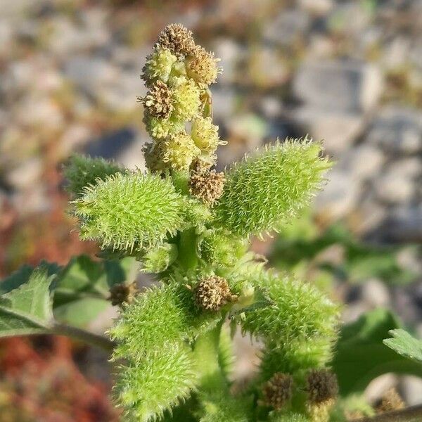 Xanthium strumarium Gyümölcs