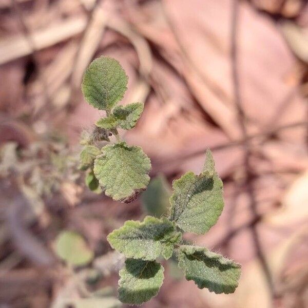 Mesosphaerum suaveolens Leht