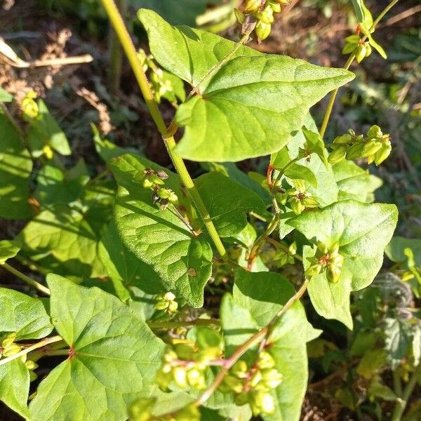 Fagopyrum tataricum (India buckwheat)
