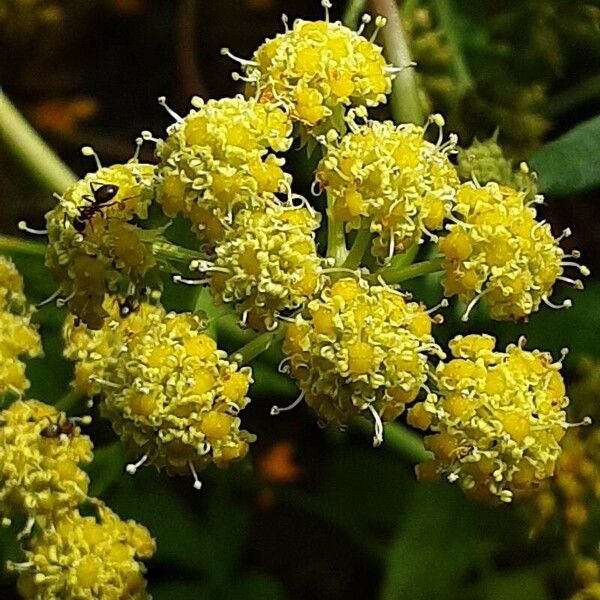 Levisticum officinale Flower