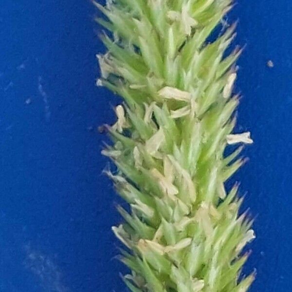 Phleum phleoides Flower