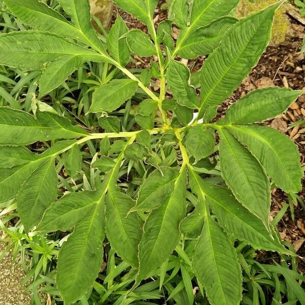 Amorphophallus konjac Habit