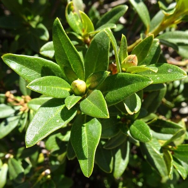 Rhododendron ferrugineum Квітка