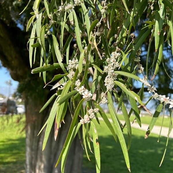 Agonis flexuosa Hoja