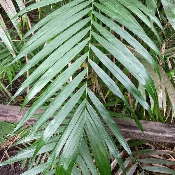 Chamaedorea pochutlensis Folha