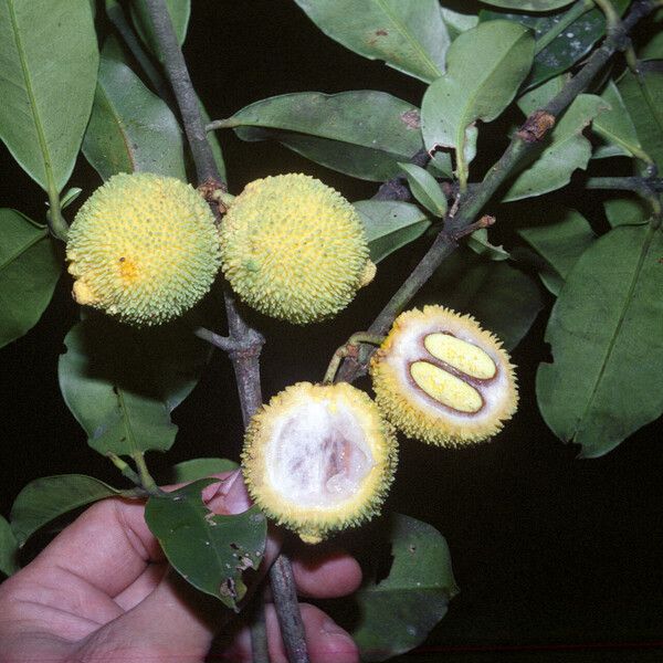 Garcinia madruno ফল