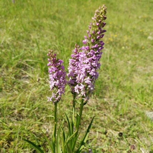 Gymnadenia densiflora Blomst