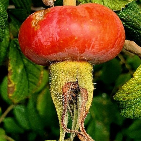 Rosa rugosa Sonstige