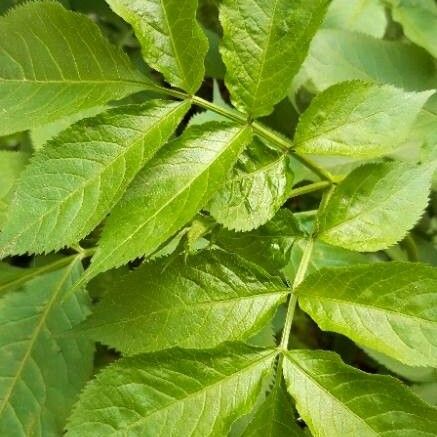 Sambucus nigra Folha