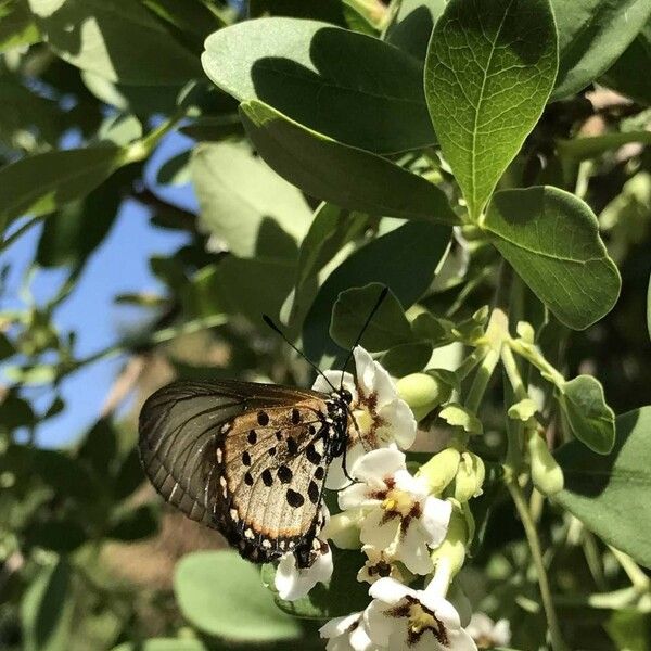 Schrebera alata Blüte