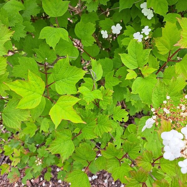 Viburnum sargentii Leaf