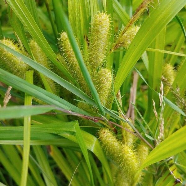 Carex comosa Fruto