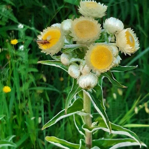 Helichrysum foetidum Květ