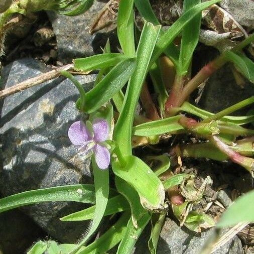 Murdannia nudiflora その他の提案