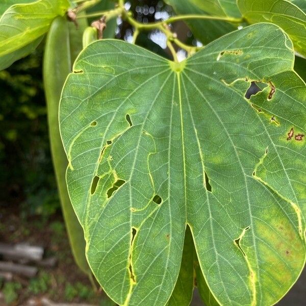 Bauhinia monandra Leaf