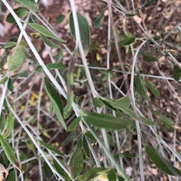 Anthyllis cytisoides Foglia