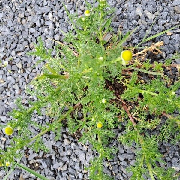 Matricaria discoidea Flower